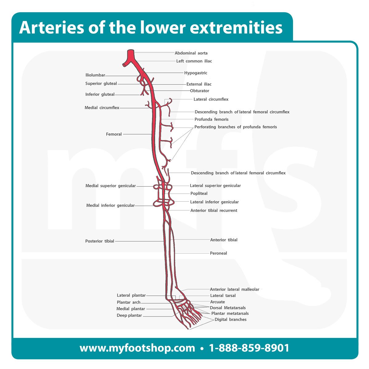 Image of the arteries of the lower extremities