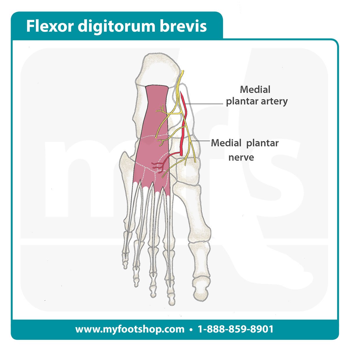 Image of the flexor digitorum brevis muscle and tendon