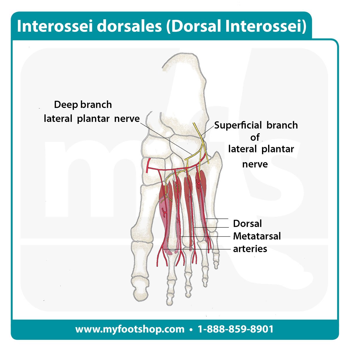 Image of the dorsal interossei muscles of the foot