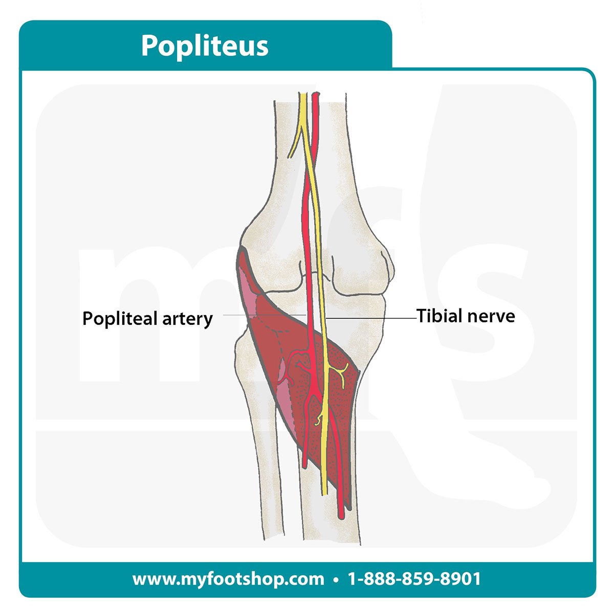 Popliteus muscle