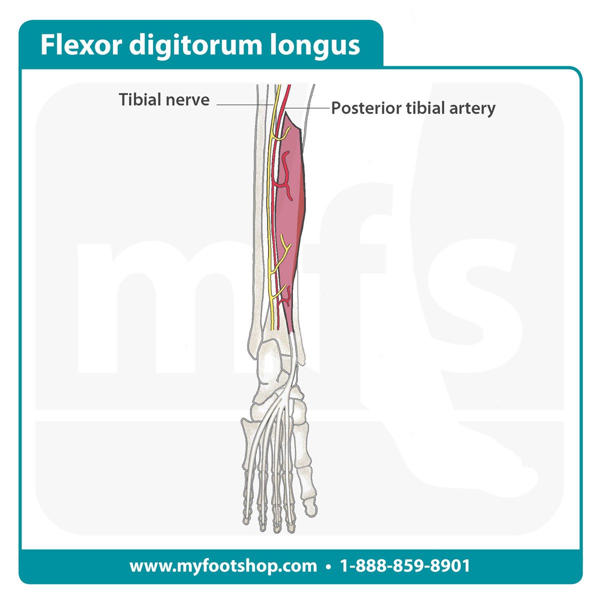 Flexor digitorum longus