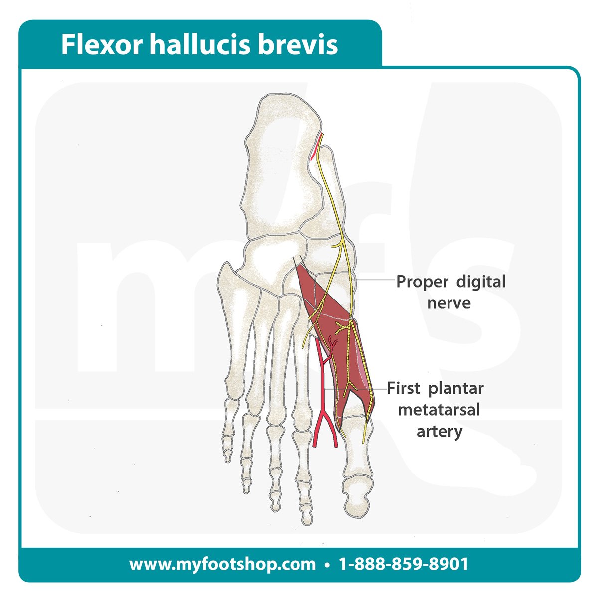 Image of the flexor hallucis brevis muscle