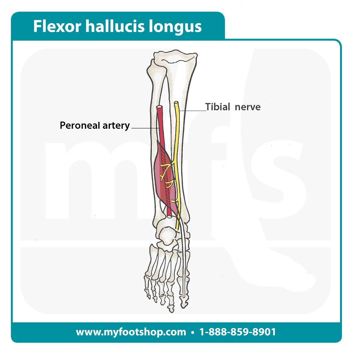 Image of the flexor hallucis longus muscle and tendon