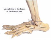 bones_of_the_foot