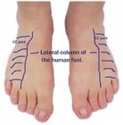 lateral_column_of_the_foot