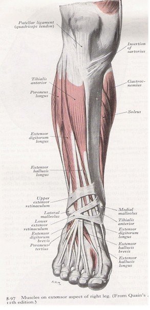Muscles of the anterior leg | MyFootShop.com