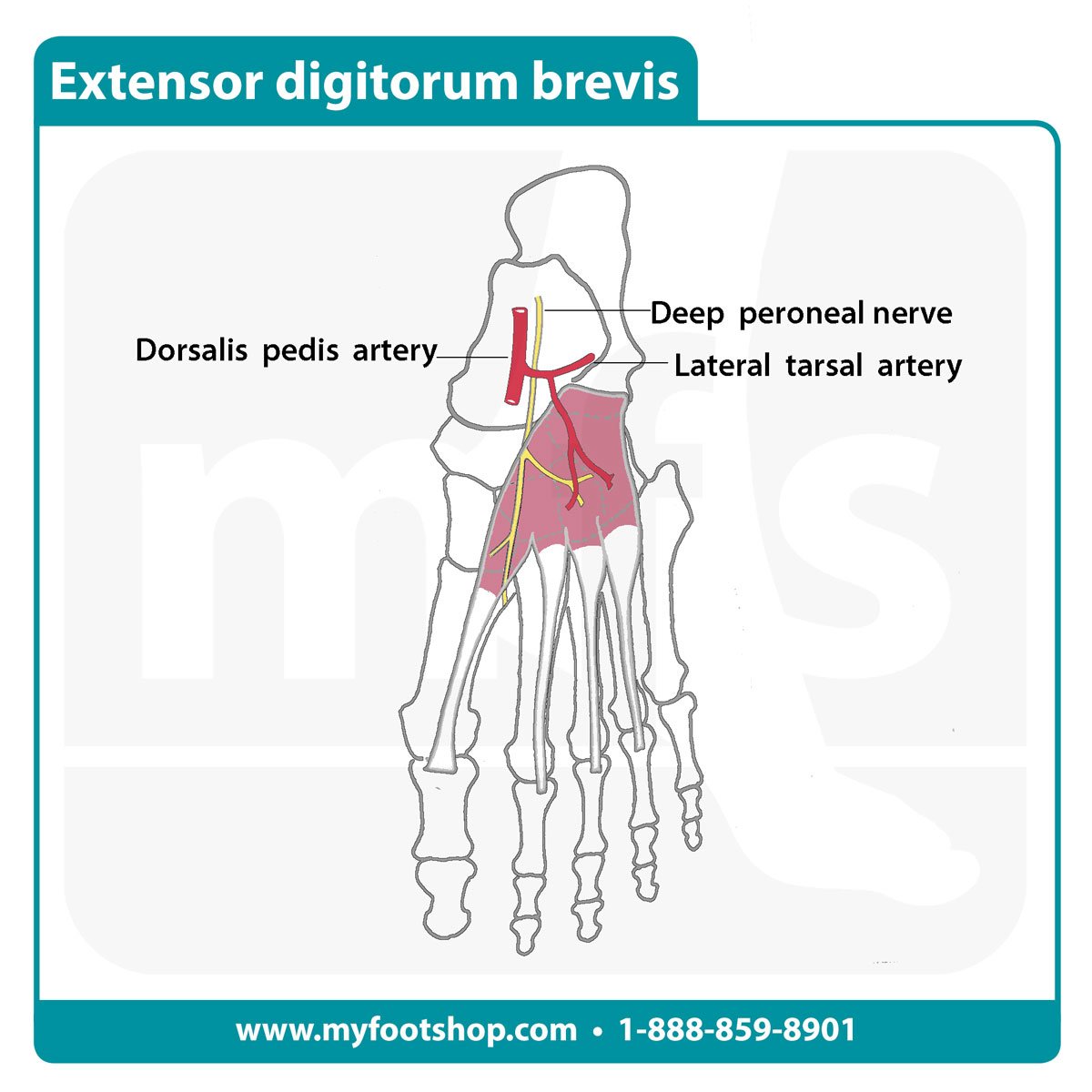 Extensor Digitorum Brevis Muscle | Lower extremity anatomy | MyFootShop.com