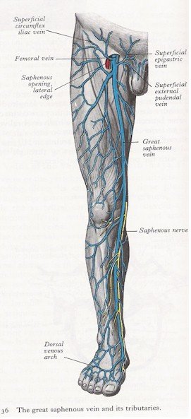 Veins of the Leg - Anterior View