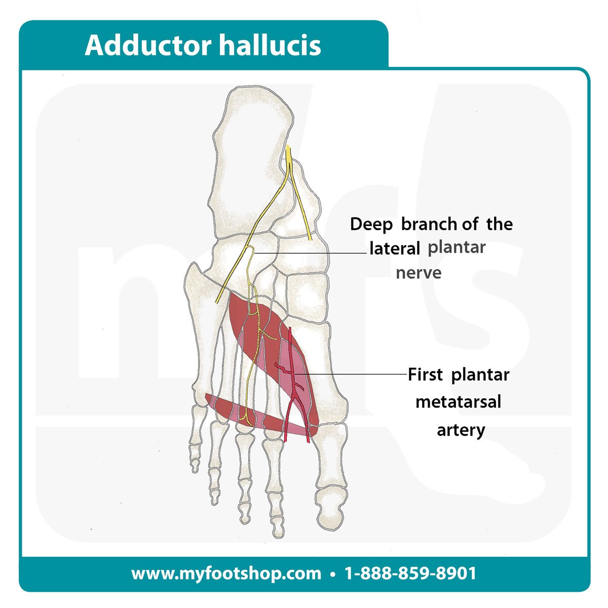 image of the adductor hallucis muscle