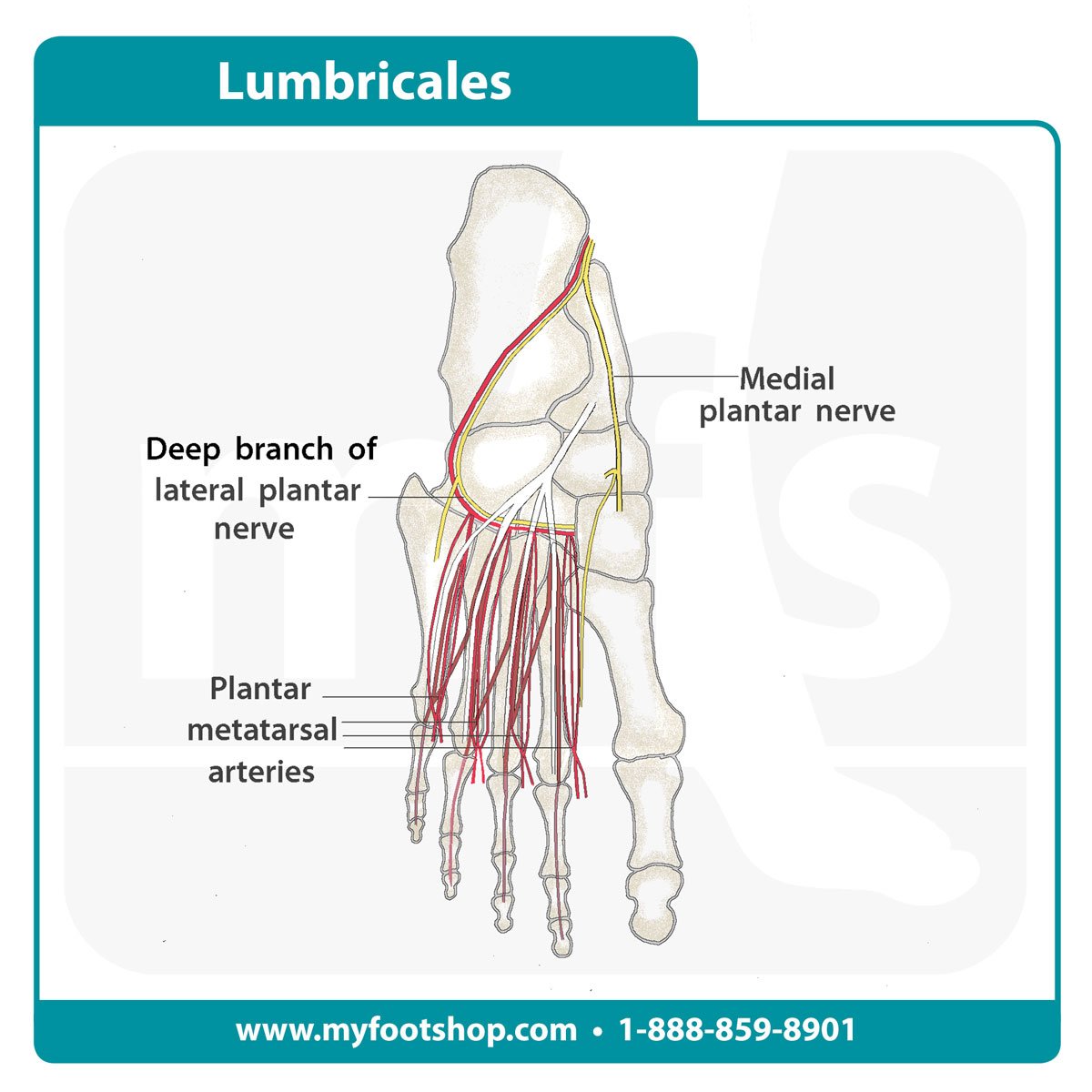 image of the lumbricale muscles of the foot