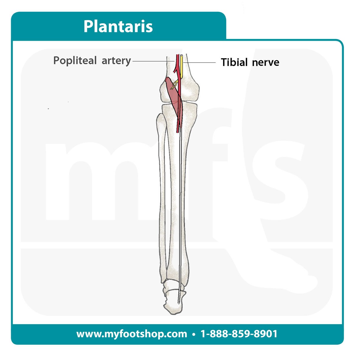 Plantaris muscle