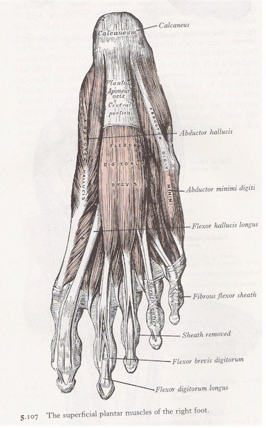 Muscles of the Foot - Plantar View