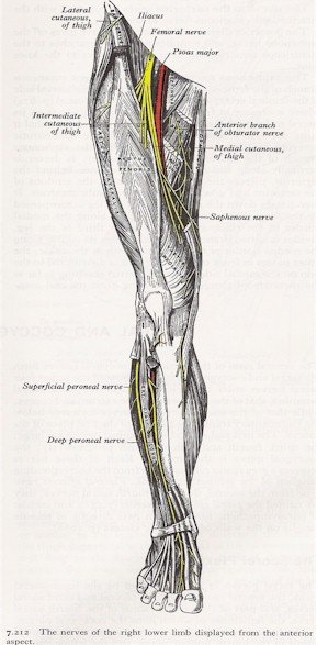 Nerves of the Leg - Anterior View