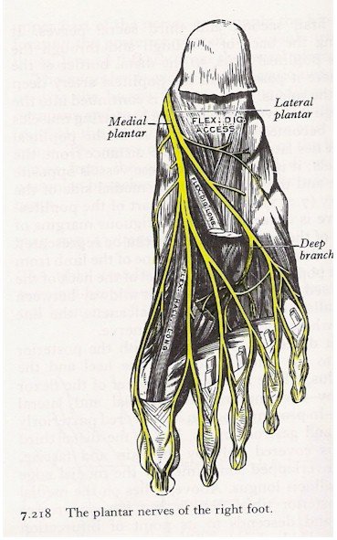 Nerves of the Foot - Plantar View