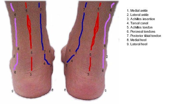 Anatomy of the posterior ankle and foot. | MyFootShop.com