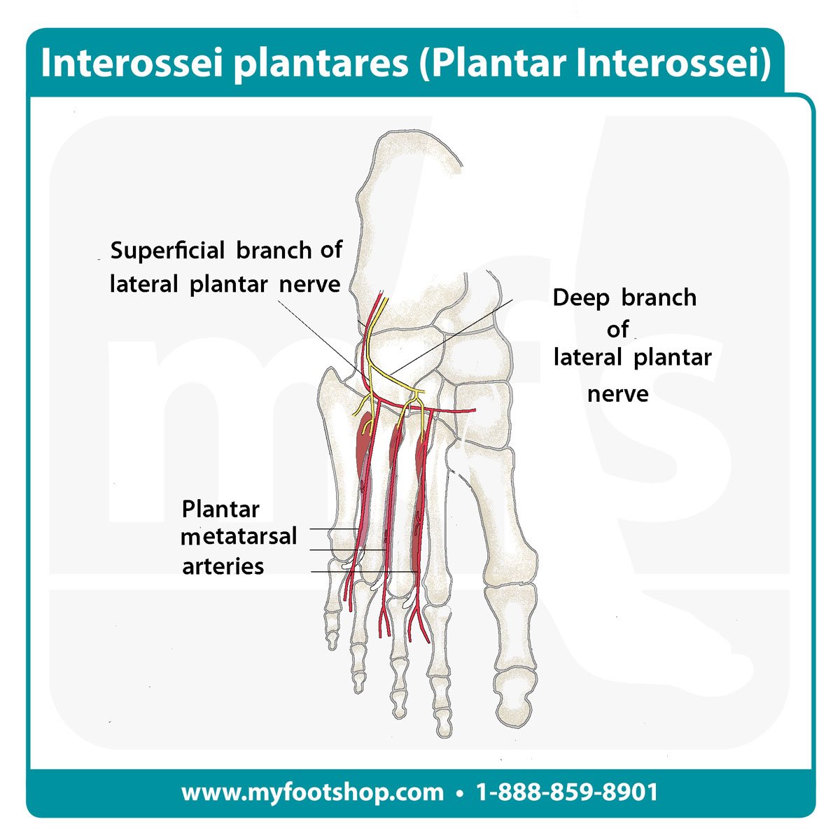 Image of the plantar interossei muscles of the foot