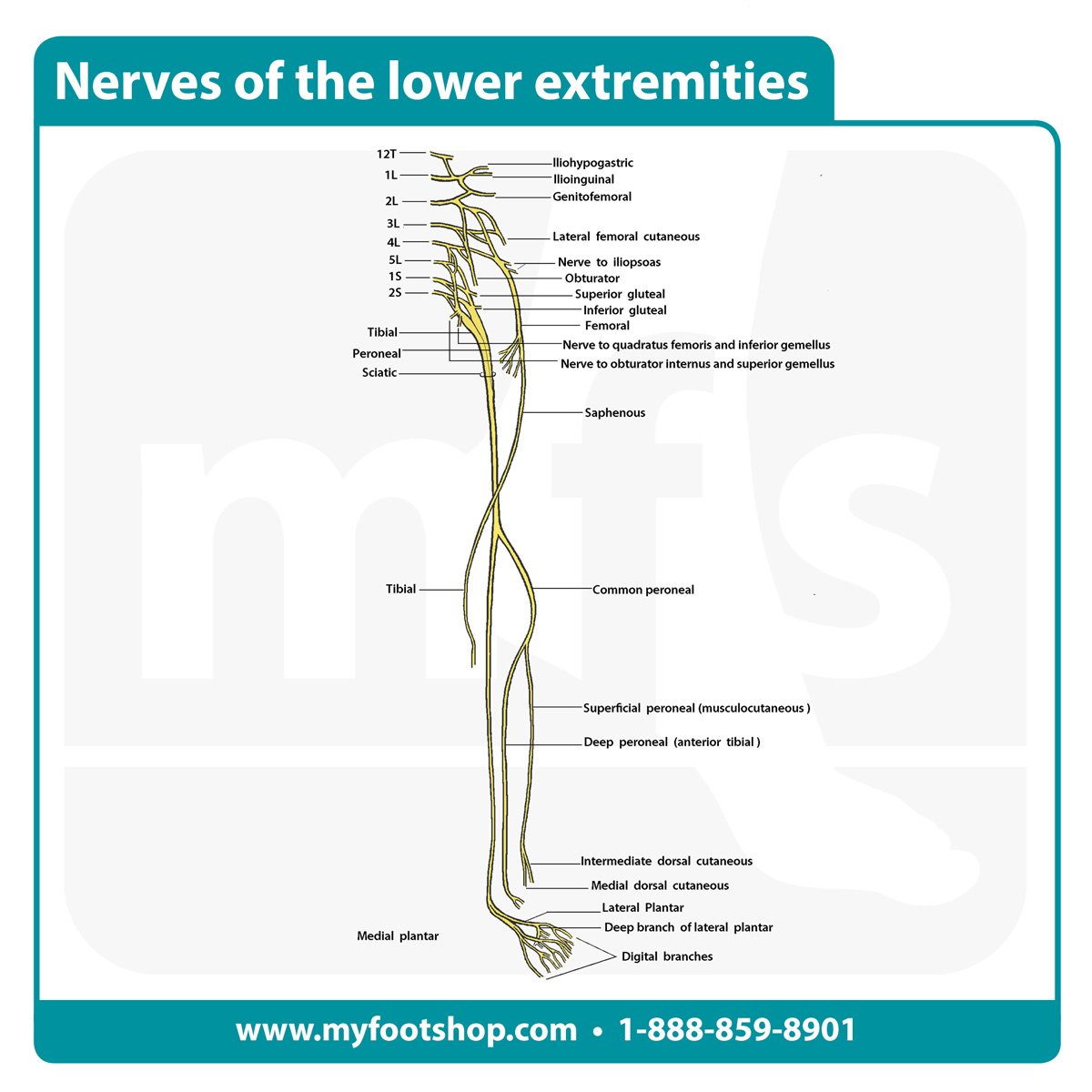 image of the nerves of the lower extremities