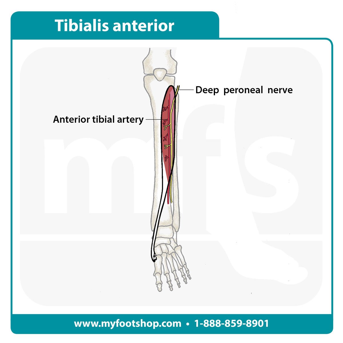 Tibialis anterior muscle - graphic
