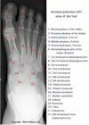 x-ray anatomy foot