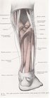 Anatomy_leg_posterior_exploded_view