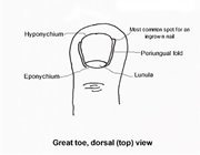Anatomy_toenail
