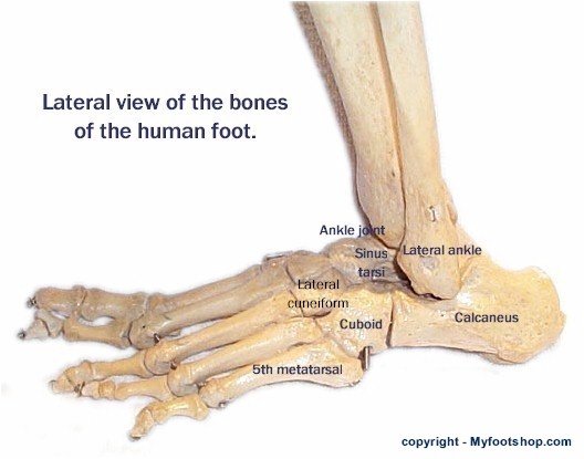 pustes op Arbejdsgiver Flåde Bones of the foot, lateral view | MyFootShop.com