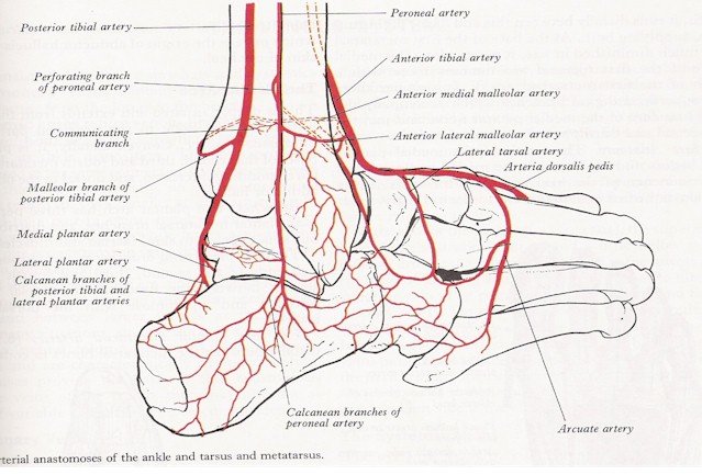 Основные артерии стопы. Иннервация голеностопного сустава. Кровоснабжение голеностопного сустава схема. Сосуды голеностопного сустава анатомия. Голеностопный сустав кровоснабжение и иннервация.