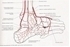 Picture of Arteries of the Ankle
