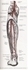 Picture of Arteries of the Leg - Posterior View