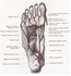 Picture of Arteries of the Foot - Plantar View