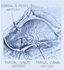 Picture of Talus Arteriography