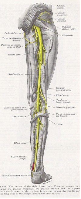 Nerves of the leg - posterior view | MyFootShop.com