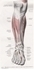 Picture of Muscles of the Leg - Anterior View