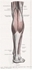 Picture of Muscles of the Leg - Posterior View