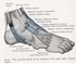 Picture of Muscles of the Ankle - Lateral View