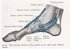 Picture of Muscles of the Ankle - Medial View