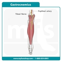 Gastrocnemius muscle | Lower extremity anatomy | MyFootShop.com