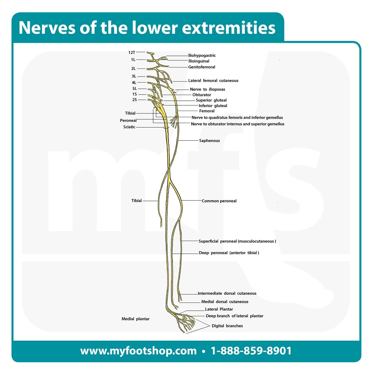 Nerves of the lower extremity | Lower extremity anatomy | MyFootShop.com