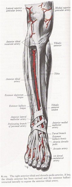 arteries of the leg