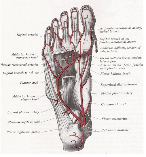 Arteries of the Foot - Plantar View