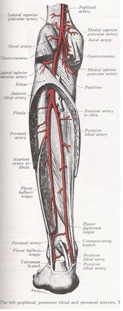 Arteries of the Leg - Posterior View
