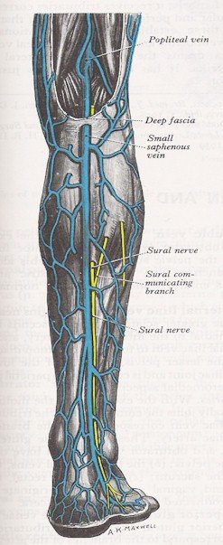 Veins of the Leg - Posterior View