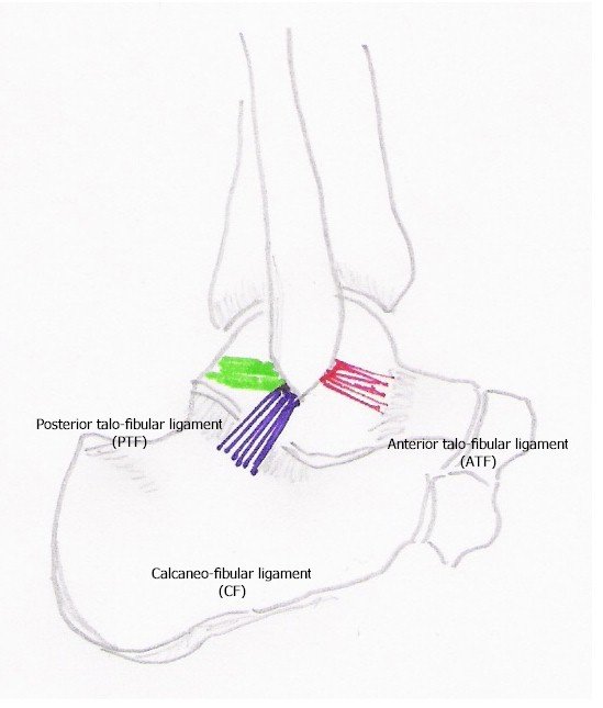 Ligaments of the Ankle - Lateral View