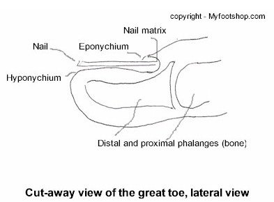 Great Toe - Lateral cut-away View
