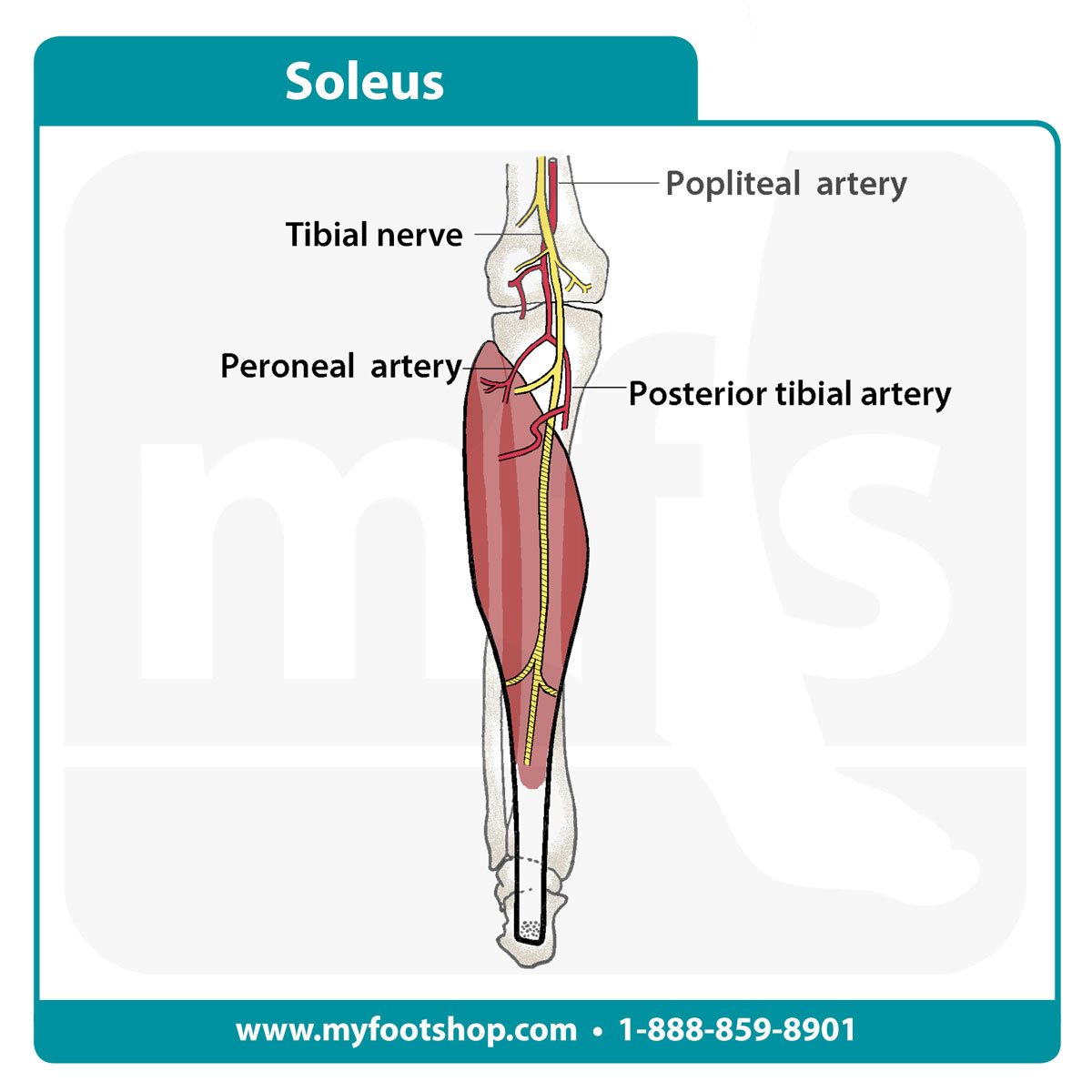 Soleus muscle
