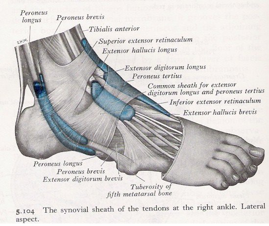 Muscles of the Ankle - Lateral View