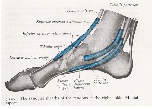 Muscles of the Ankle - Medial View