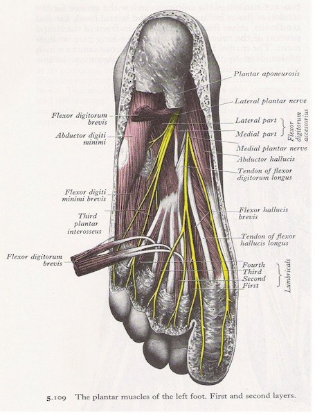 Muscles of the Foot - Plantar View (1st and 2nd layers)