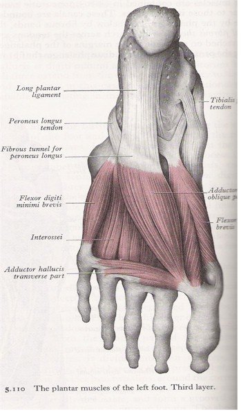 Muscles of the Foot - Plantar View (3rd layer)