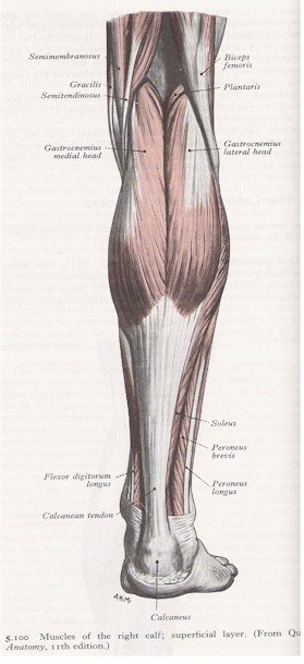 Muscles of the Leg - Posterior View